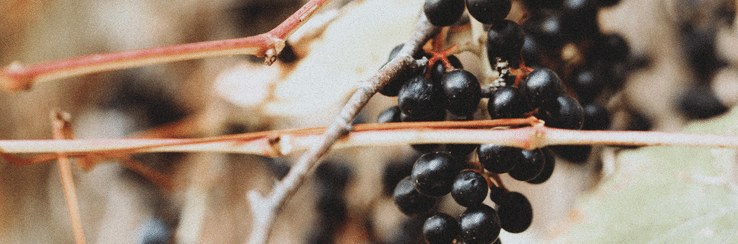 elderberry tree