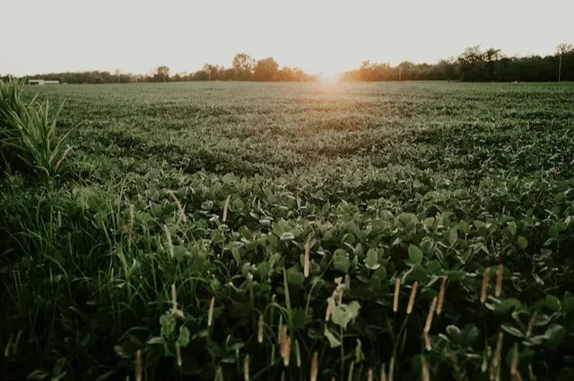 the pros and cons soy and pea harvest