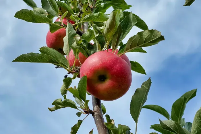 Apple In Tree Branch