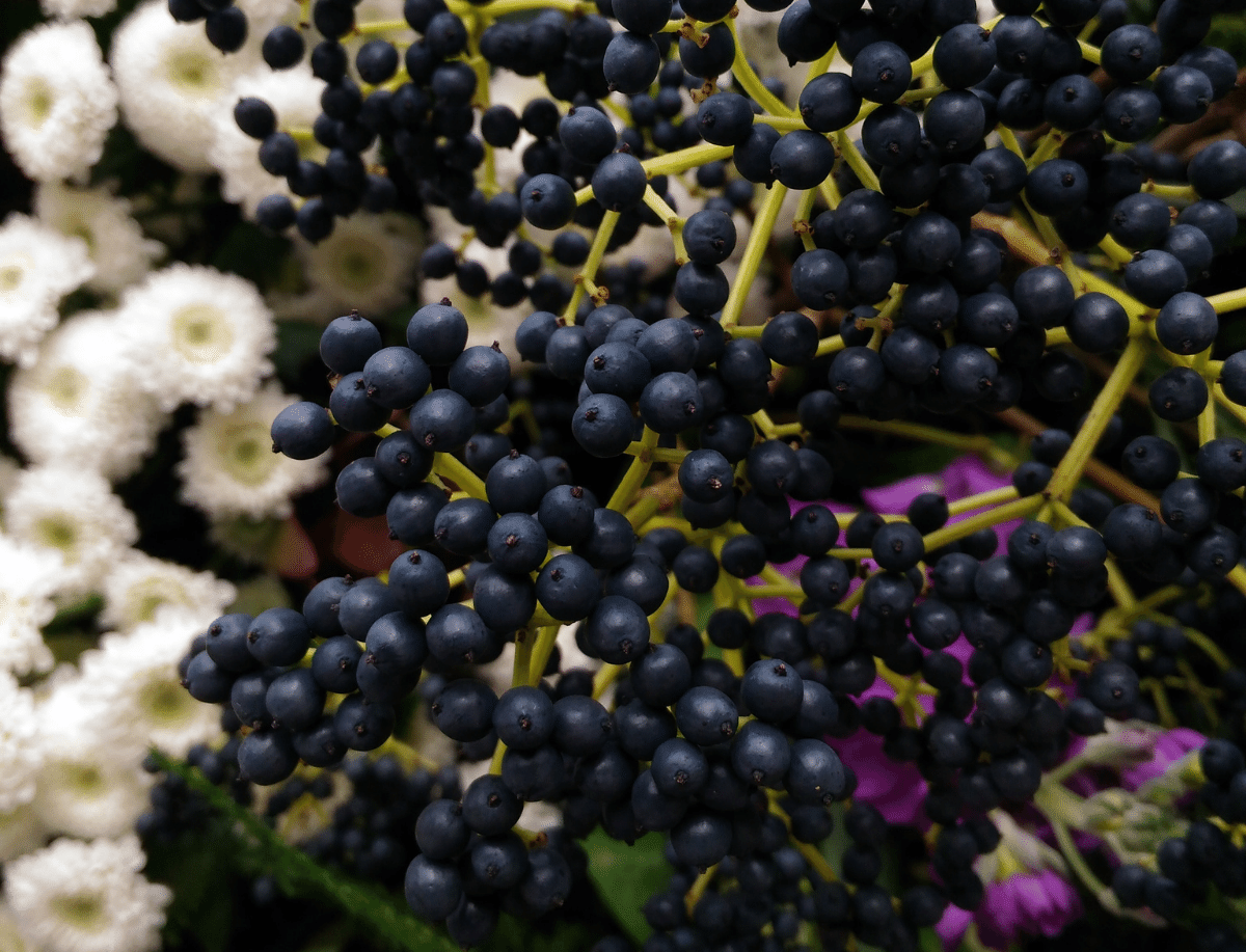 Elderberry Benefits