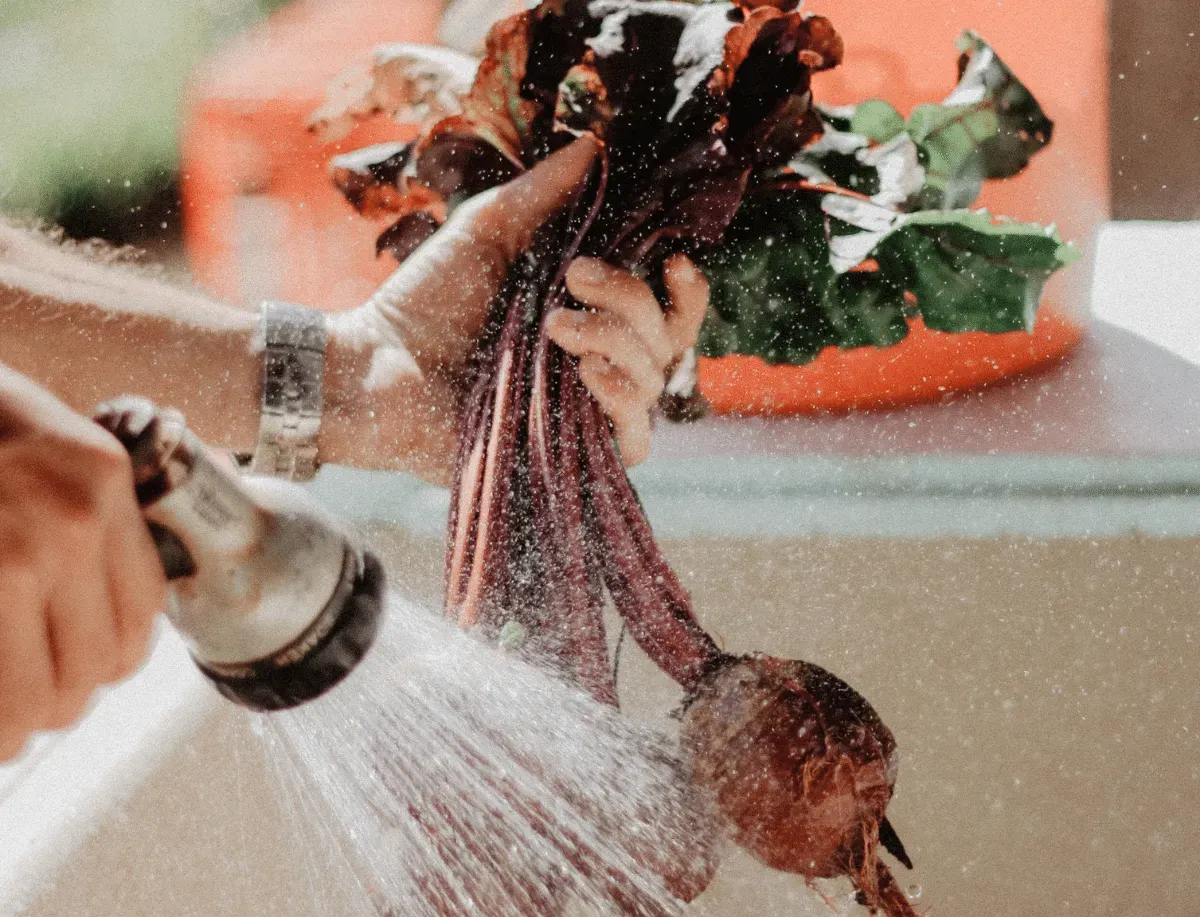 The 5 Best Beet Powder Brands For All Ages Highend Reports