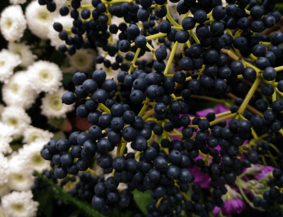 Elderberry Benefits And Its Uses